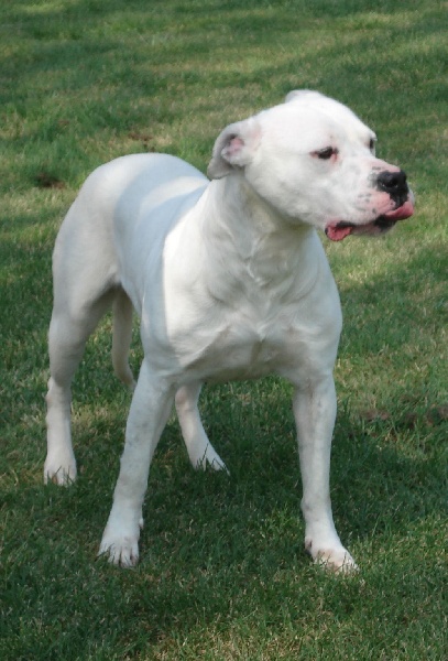 Argentine Del Sol y de las Estrellas